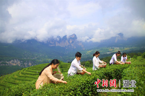 恩施市屯堡乡马者村生态茶园内,茶农正在采摘春茶。邹明镇供图