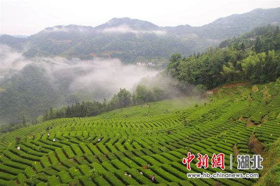 恩施市屯堡乡花枝山生态茶园 邹明镇供图