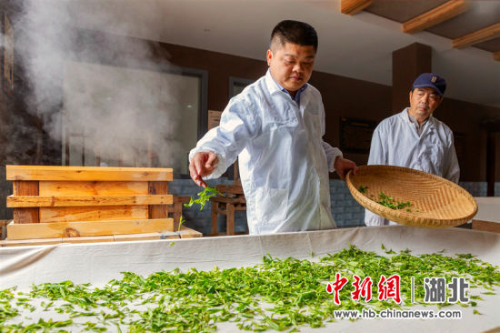 恩施玉露制作技艺传承人蒋子翔正在制茶 (资料图)