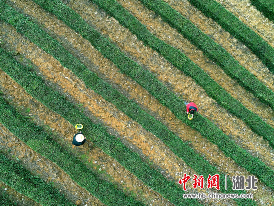 沙地乡鹤峰口村茶农正在田间采茶。邹明镇供图