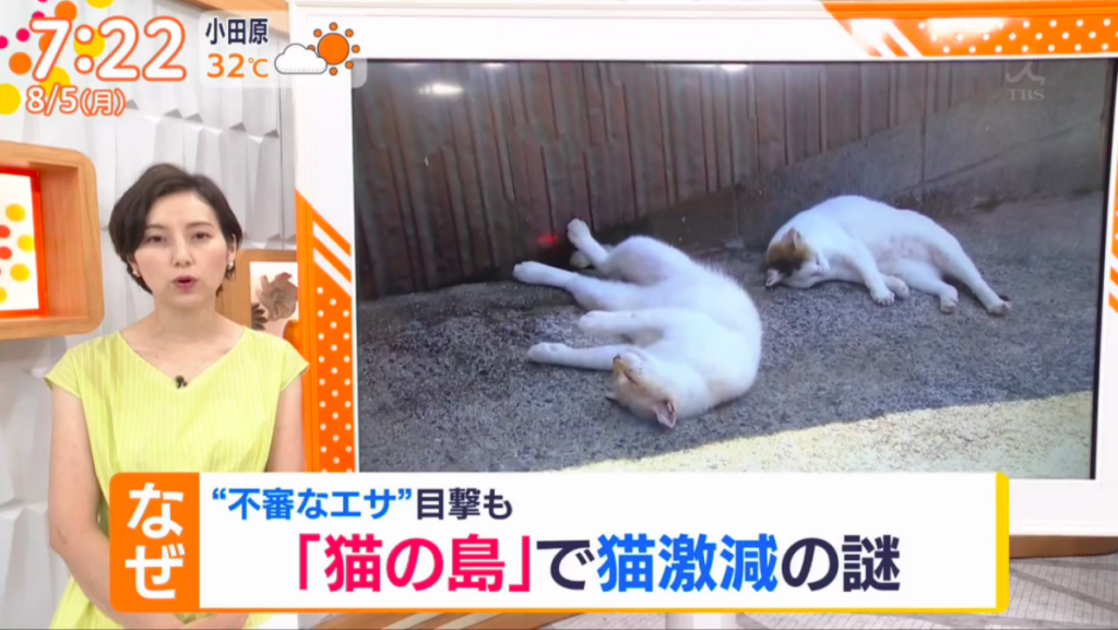 日本“猫岛”60多只猫意外死亡 八旬老人涉嫌投毒被起诉