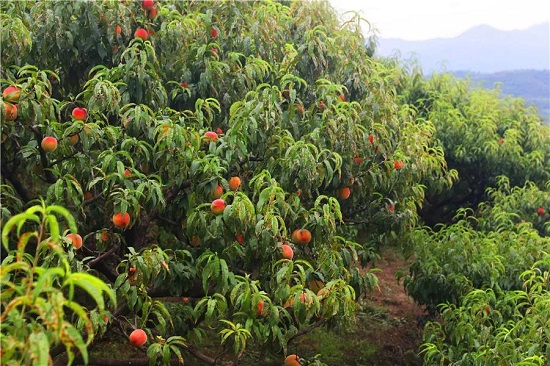 桃子进入丰收旺季