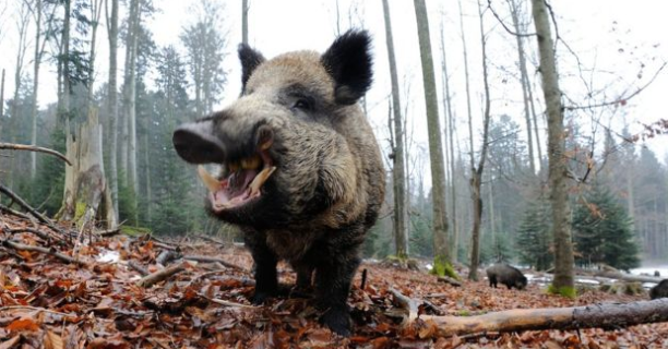 俄官方教你应对野猪:原地不动屏住呼吸,别碰它"孩子"