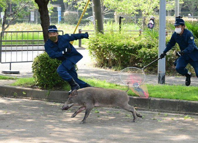 美国驻福冈领事馆附近出现野猪 大批警察奋力抓捕