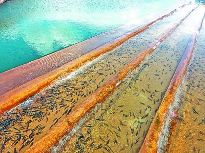 守护青海湖湟鱼重生的力量