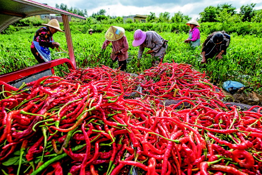 辣椒丰收 富了农家