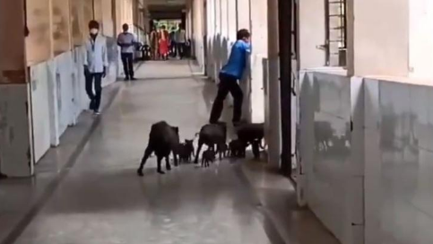 猪群在医院走廊闲逛（视频截图）