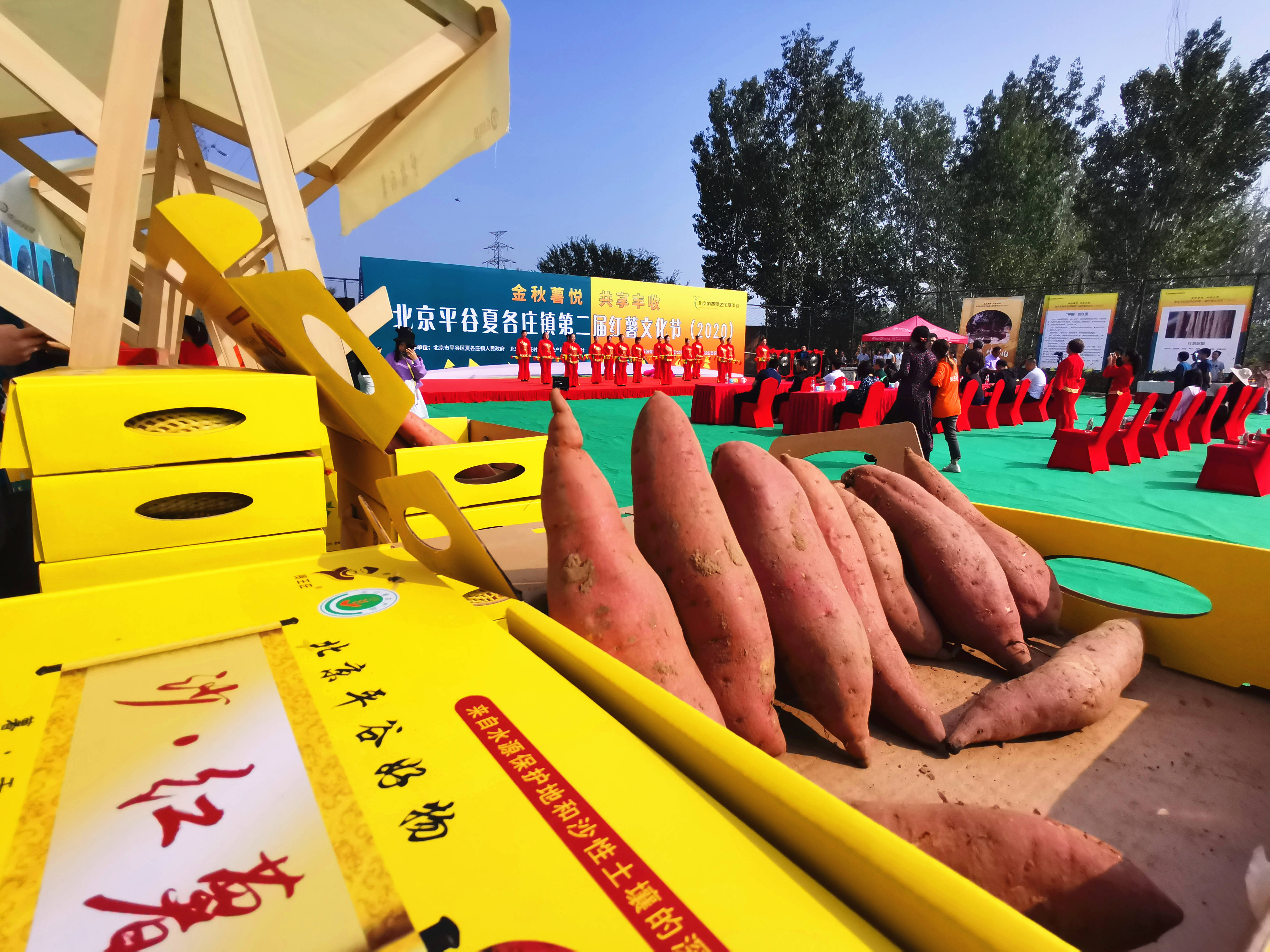 北京市平谷区夏各庄镇第二届红薯文化节开幕