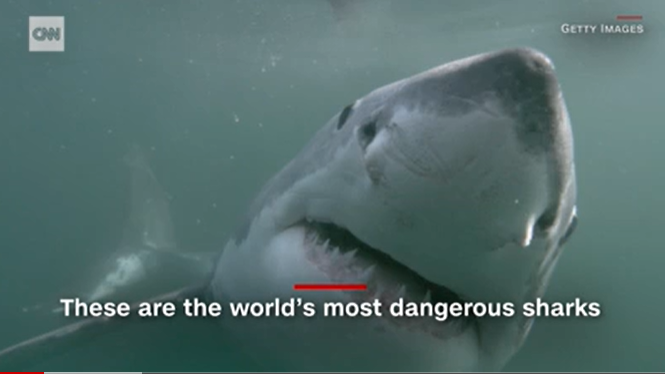 澳大利亚冲浪者遭鲨鱼袭击后失踪 今年已发生6起