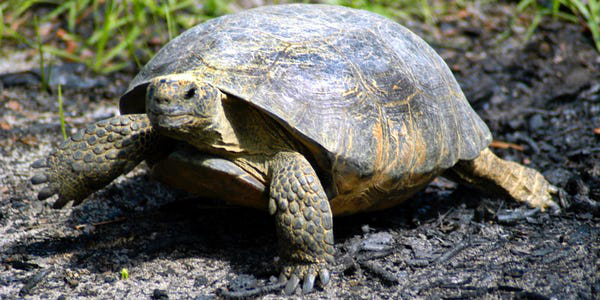 60岁乌龟“出逃”自家围栏 跨越美国两县后被返还