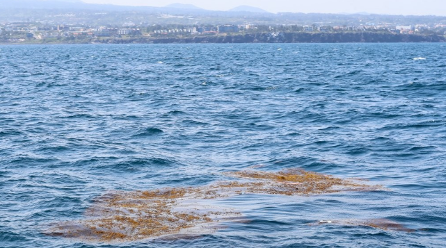 铜藻漂浮在韩国济州道西部海域（韩联社）