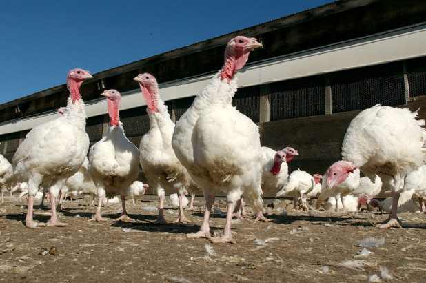 疫情致感恩节活动减少 美国火鸡养殖户和食品商陷入困境