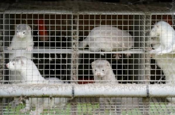 丹麦宣布捕杀全国水貂：达1700万只 因发现变异新冠病毒可传人