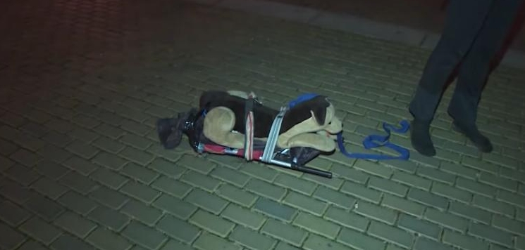 捷克男子宵禁期间外出遛玩具狗 被警方识破