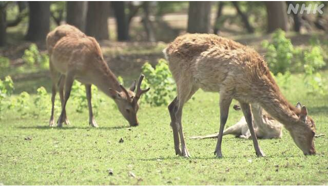 正在吃草的小鹿（NHK）