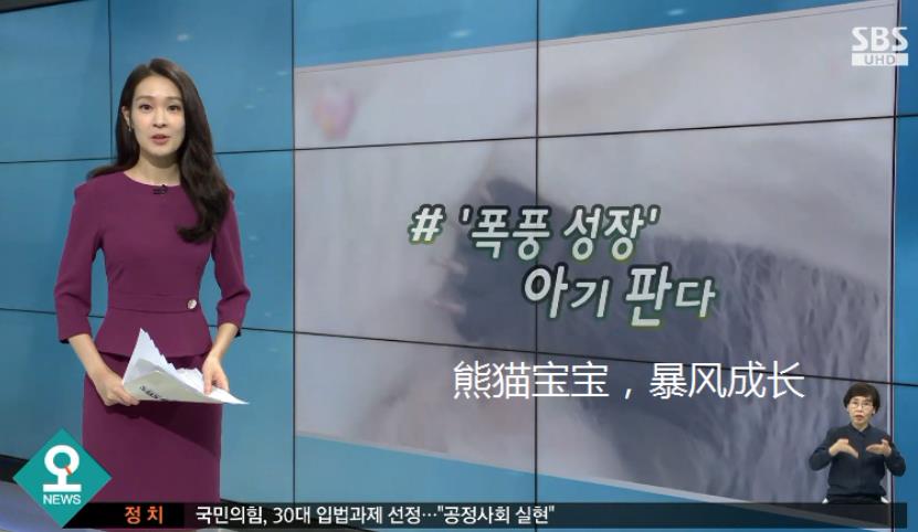 韩国电视台报道“福宝”出生50天