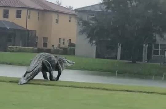 雨中漫步的鳄鱼（推特）