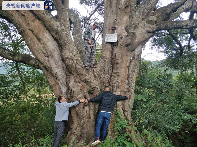 近日,大理漾濞对23株古树进行云南省一级重点保护古树名木挂牌,其中