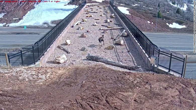 美国犹他州政府设立的“动物立交桥”（社交媒体）