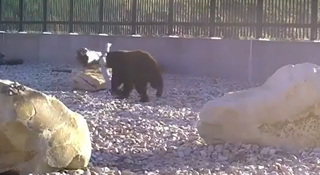桥上的黑熊（视频截图）