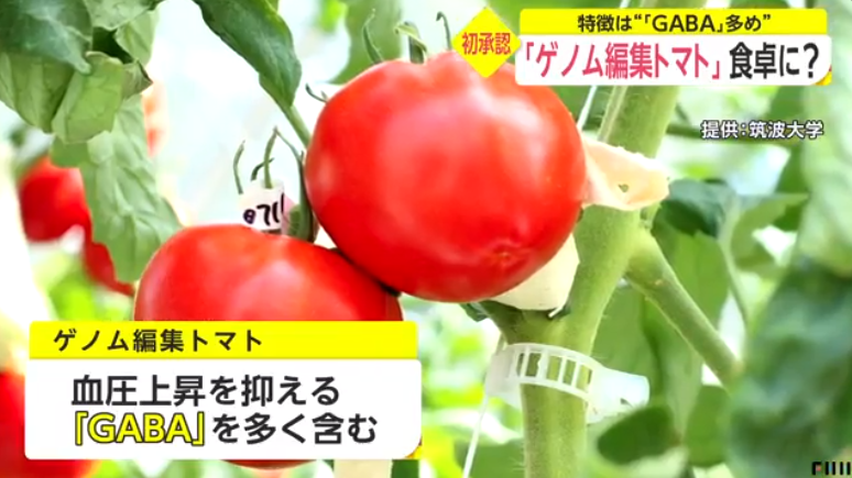 日本基因编辑番茄将上市 政府：对人无害 不用审查