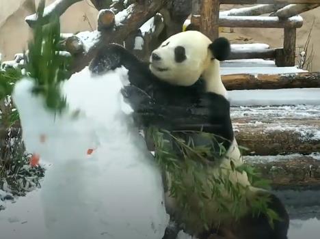 功夫熊猫！俄罗斯动物园大熊猫一掌拍下雪人脑袋