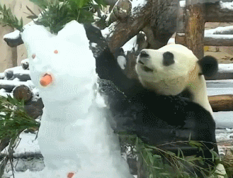 功夫熊猫！俄罗斯动物园大熊猫一掌拍下雪人脑袋