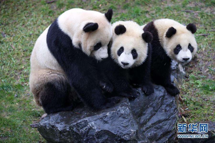 比利时其乐融融的大熊猫五口之家