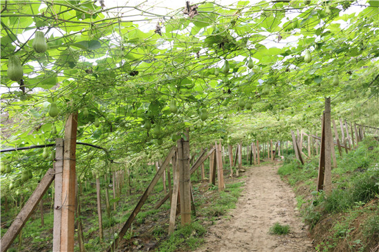 小绿瓜助力云南河口坝洒农场乡村振兴