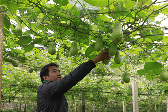 小绿瓜助力云南河口坝洒农场乡村振兴