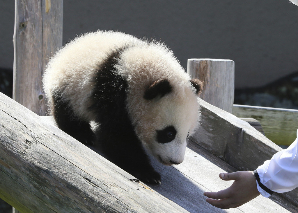 日本大熊猫宝宝枫滨亮相晒日光浴太萌了