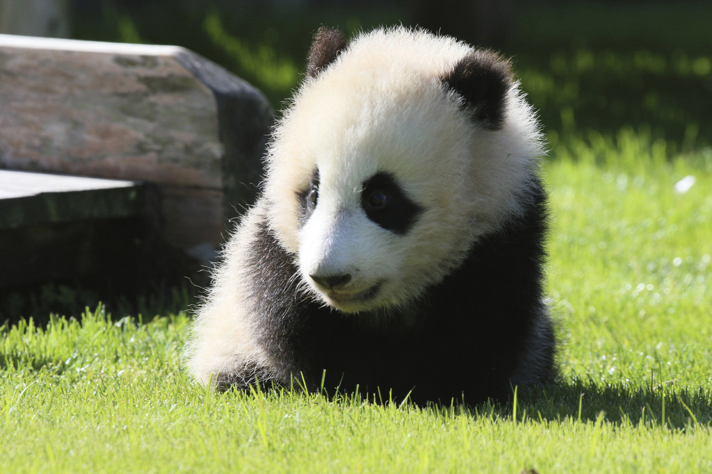 日本大熊猫宝宝枫滨亮相晒日光浴太萌了
