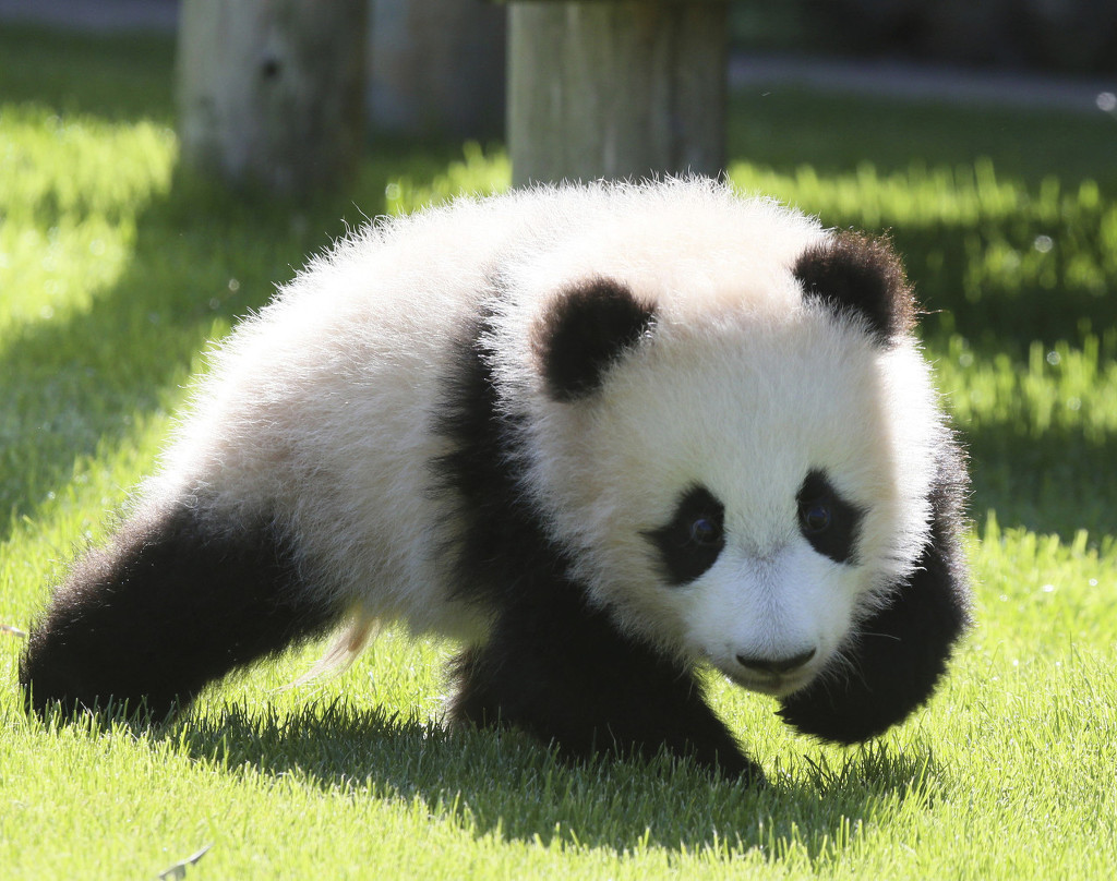 日本大熊猫宝宝"枫滨"亮相 晒日光浴太萌了!