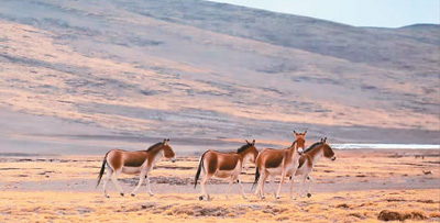 团员在冬格措纳湖拍到成群的藏野驴。