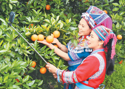 湖南省永州市江永县3.6万亩夏橙近日迎来丰收季，不少种植户利用电商平台，通过网络直播带货，拓宽农产品销售渠道。4月29日，村民在直播销售夏橙。