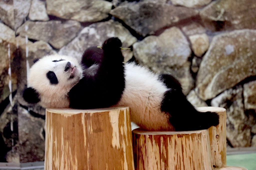 日本大熊猫宝宝"枫滨"亮相 躺平姿势萌萌哒