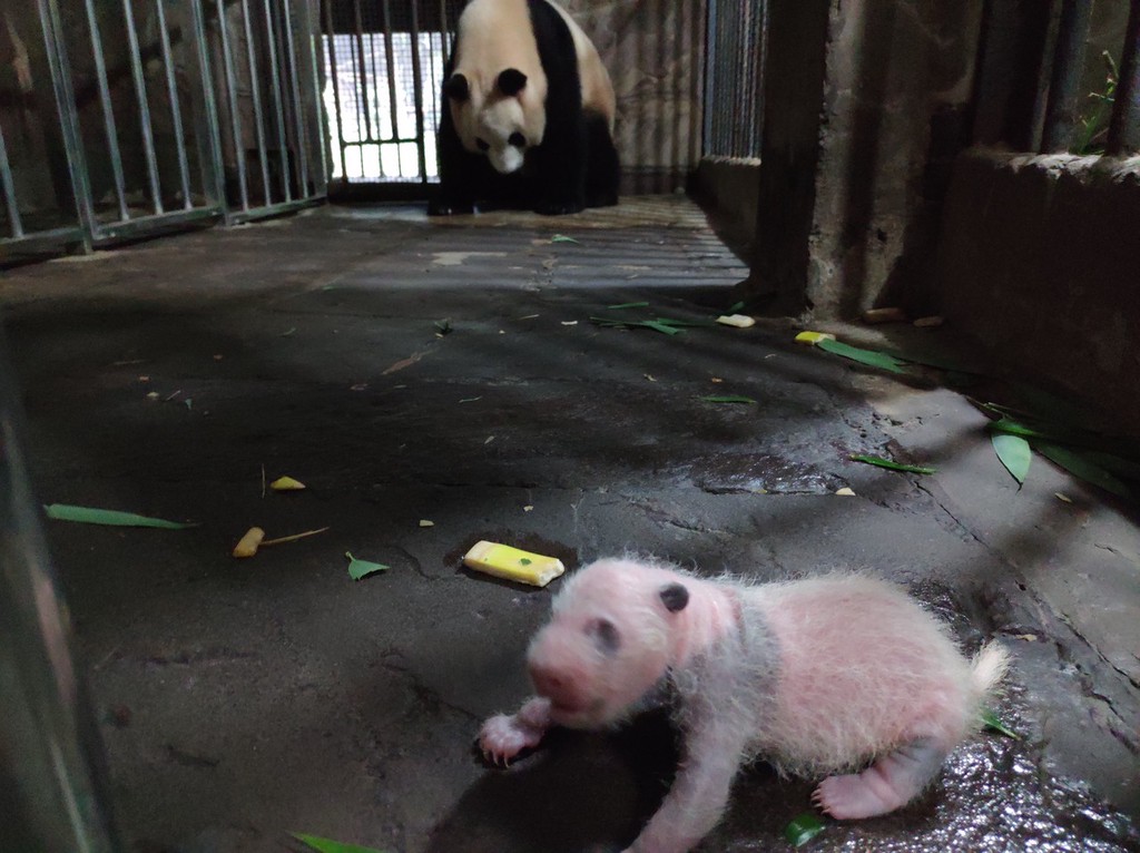 重慶動物園大熊貓莽仔產下2021年全球首對雙胞胎大熊貓