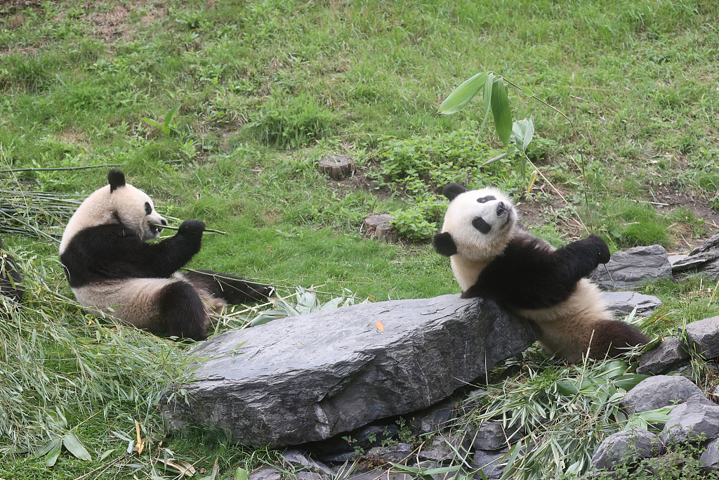 大熊猫玩闹的样子图片