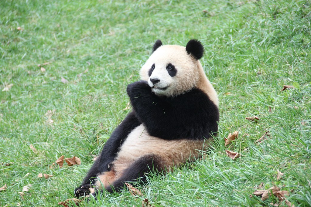 走进四川卧龙神树坪大熊猫基地熊猫幼儿园大熊猫宝宝可萌了