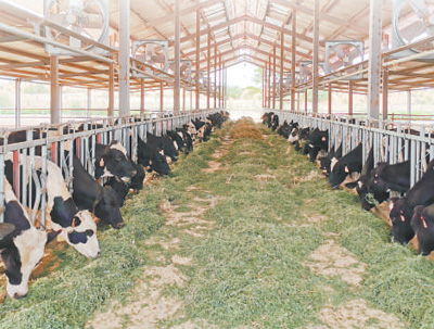 由中国援毛里塔尼亚畜牧业技术示范中心培育的良种奶牛正在吃草。中国援毛里塔尼亚畜牧业技术示范中心供图