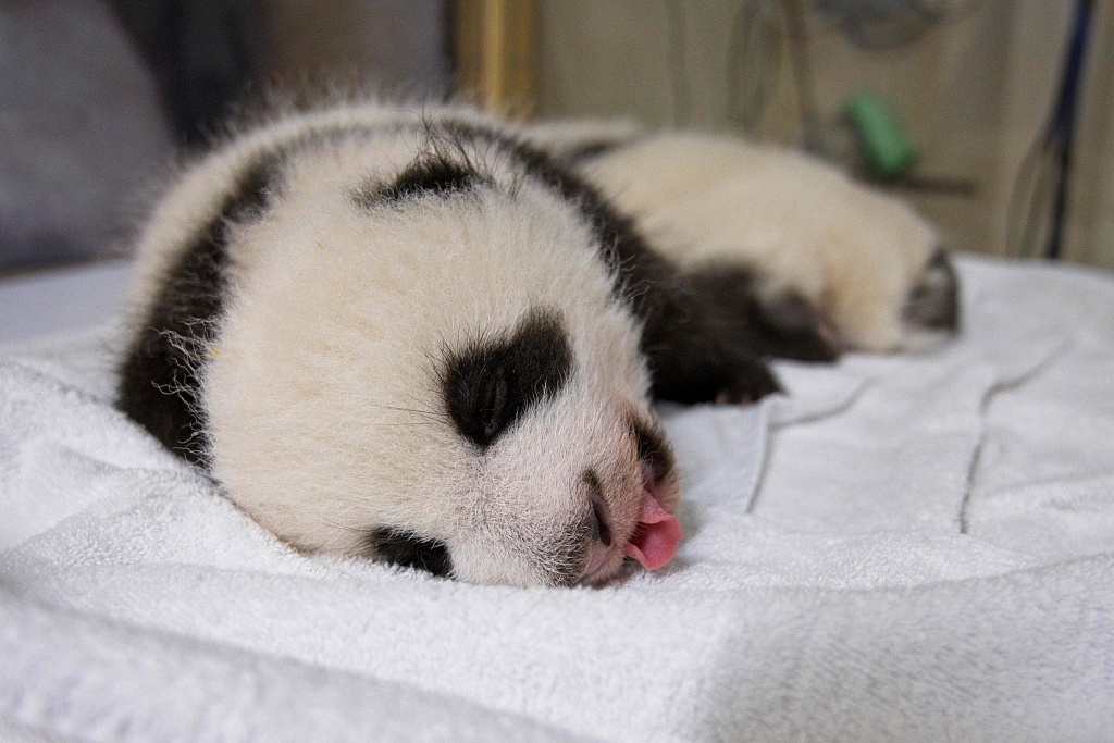 熊猫幼崽壁纸图片
