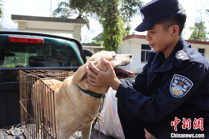 云南西双版纳三只功勋警犬退役民警不舍送别
