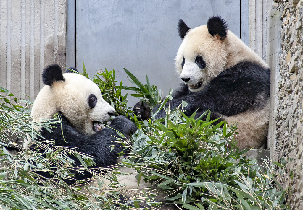 四川汶川:大熊猫萌态十足 惹人喜爱