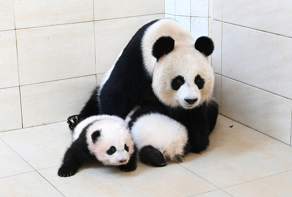 四川阿坝海归大熊猫双胞胎幼仔迎出生百日