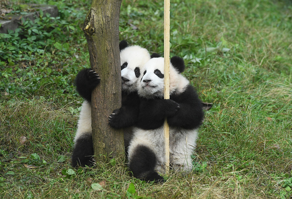 重慶動物園一雙胞胎大熊貓命名亮相盡顯萌態