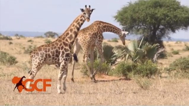 正常长颈鹿（右）和迷你长颈鹿（视频截图）
