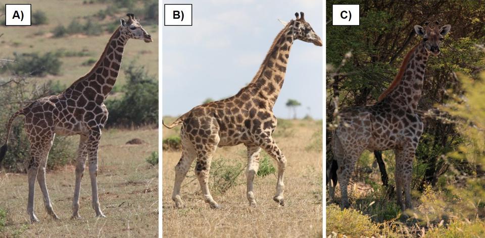 正常长颈鹿（A）和迷你长颈鹿的对比图（路透社）