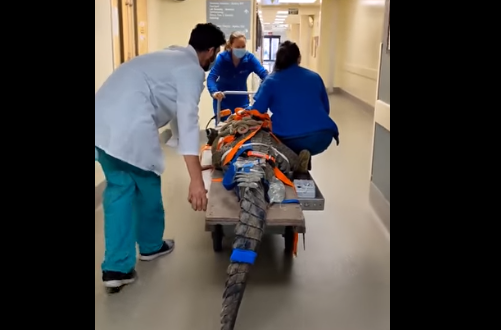 美国300多斤巨鳄误吞皮鞋 被牢牢捆住推进手术室