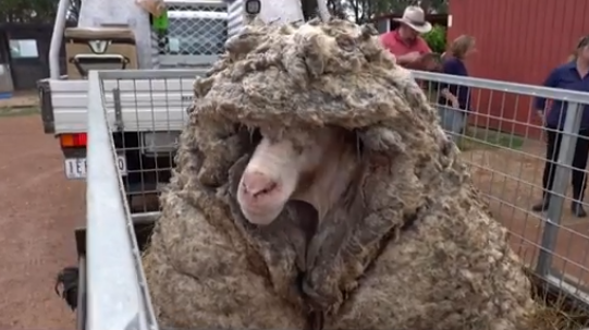 澳大利亚一绵羊走失多年 羊毛一直未剪重达70斤