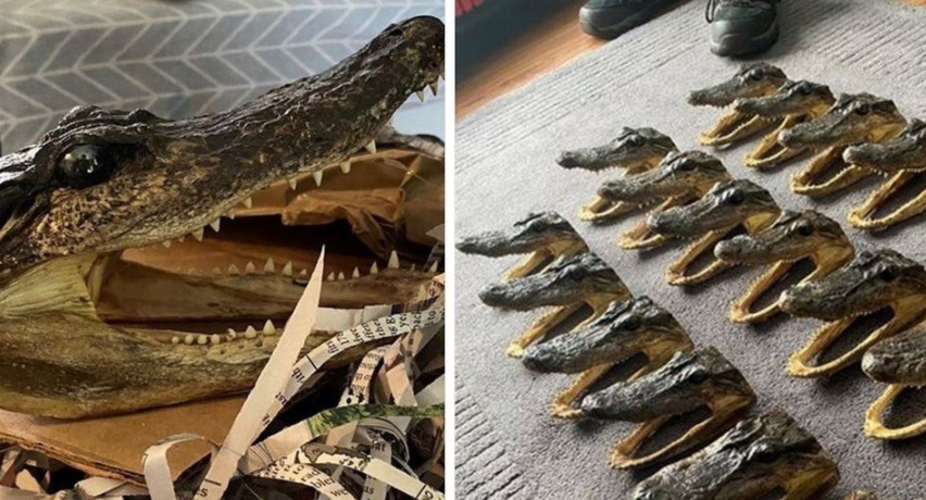 “鳄鱼头”被在线销售 英国警方搜查后发现80只